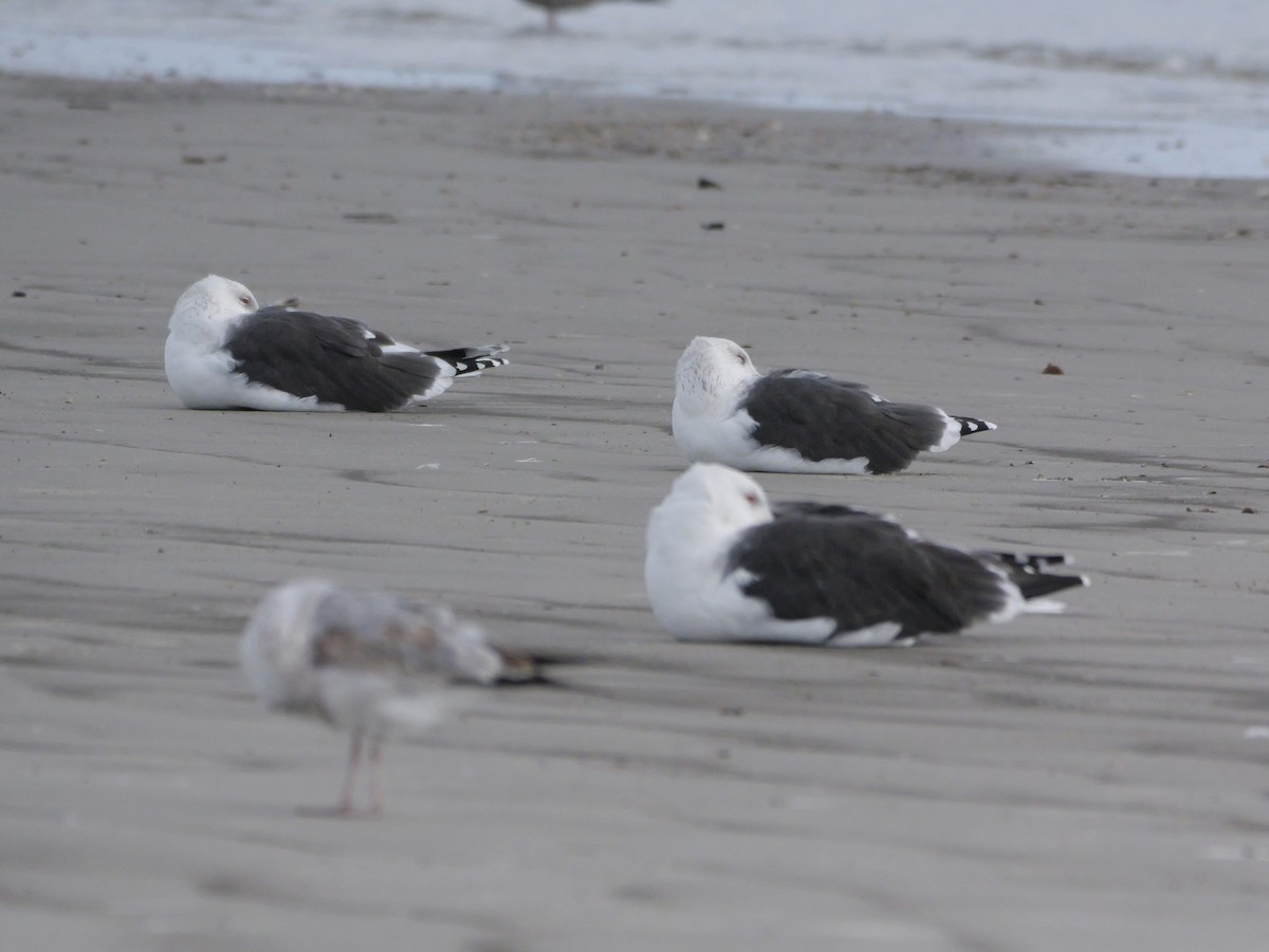 Büyük Kara Sırtlı Martı - ML645469376