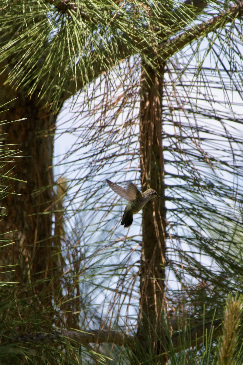 Anna's Hummingbird - ML645469378