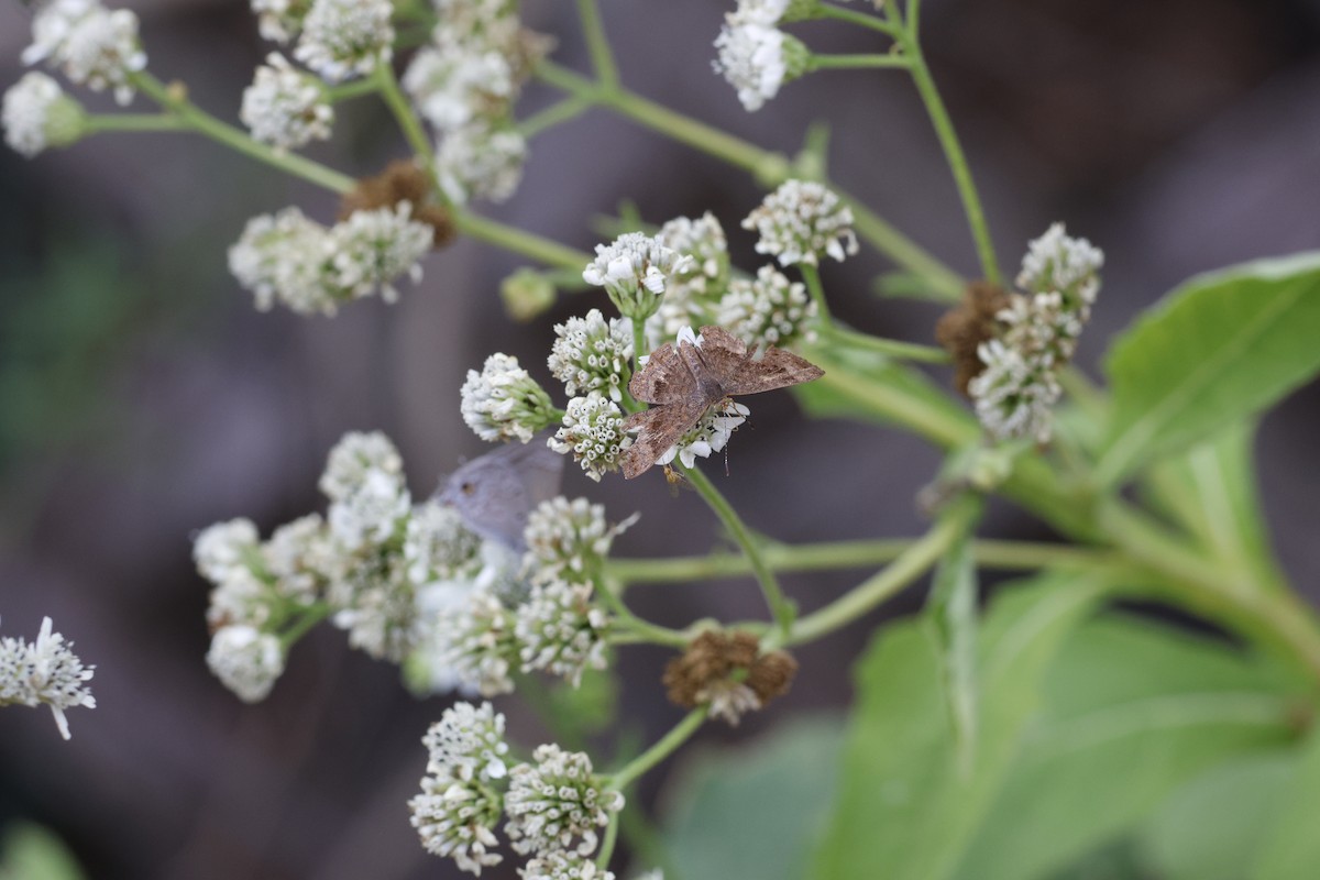 Metalmark Butterflies - ML645469387