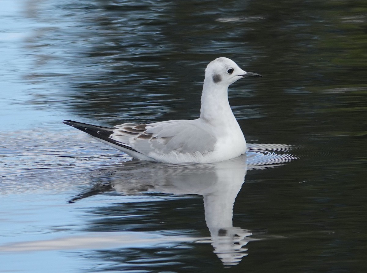 Bonaparte's Gull - ML645469414