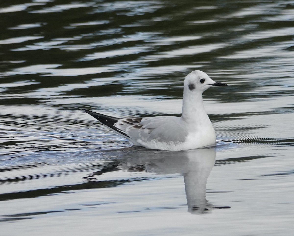 Bonaparte's Gull - ML645469427