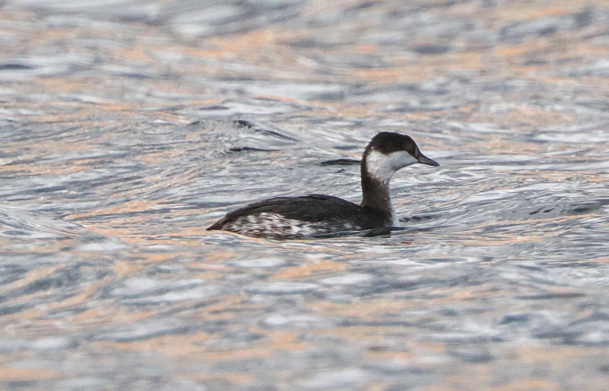 Красношейная поганка - ML645469433