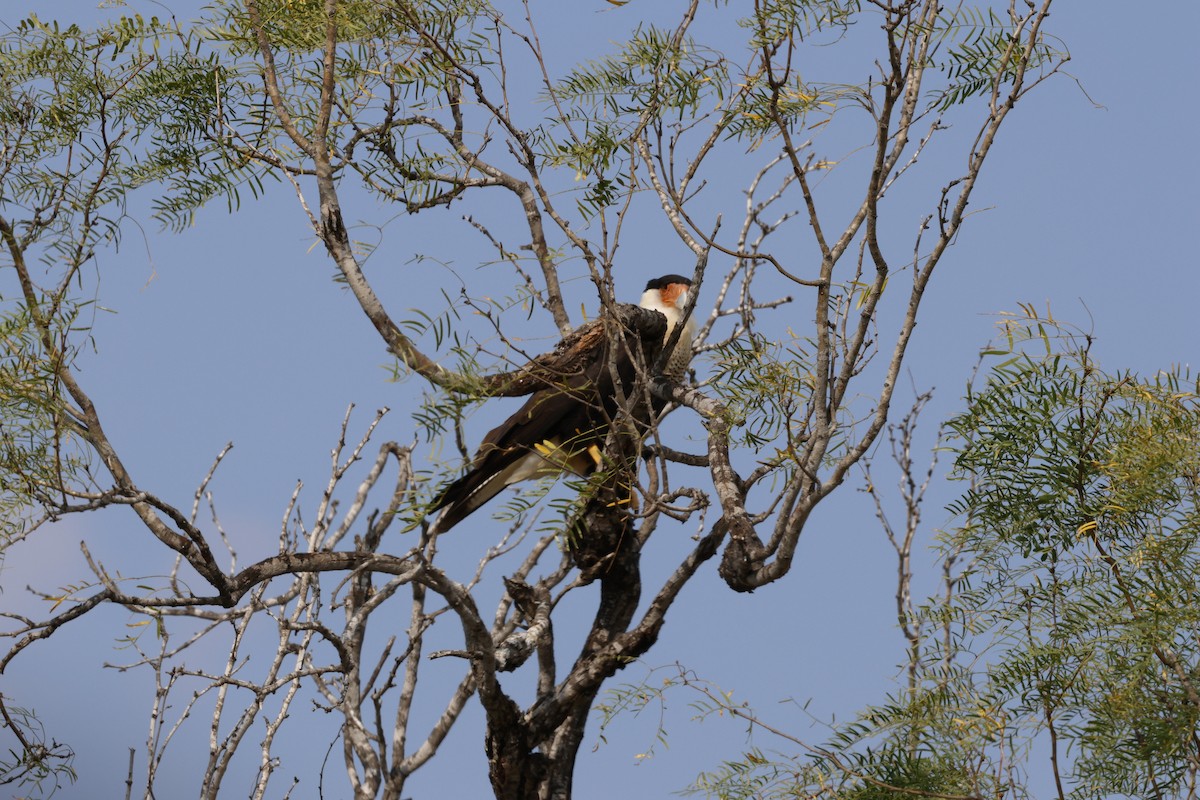 karančo jižní - ML645469440