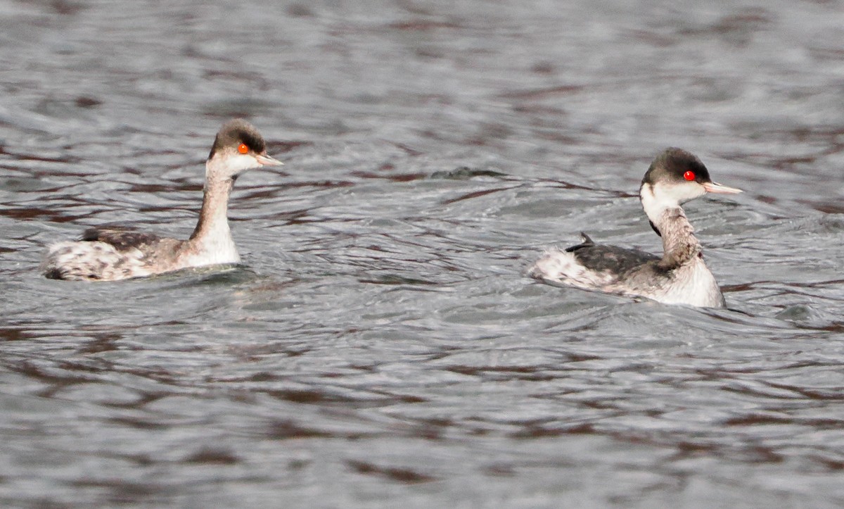 Grèbe à cou noir - ML645469441