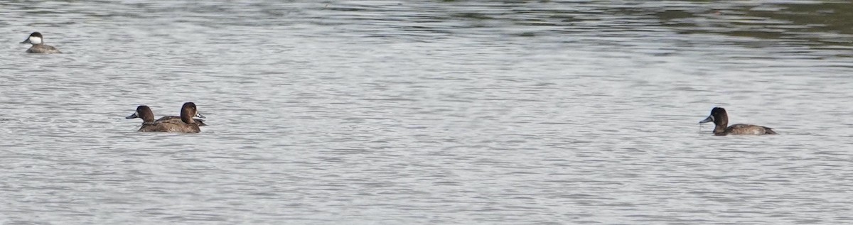 斑背潛鴨/小斑背潛鴨 - ML645469442