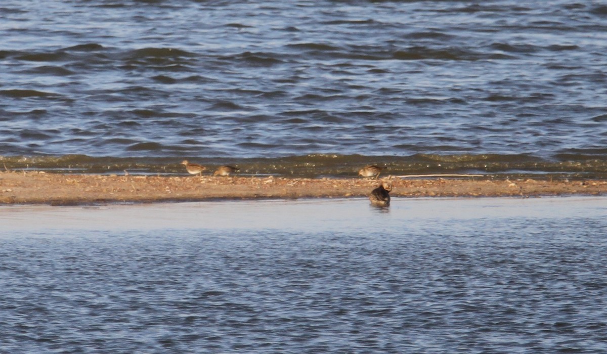 Pectoral Sandpiper - ML645469465