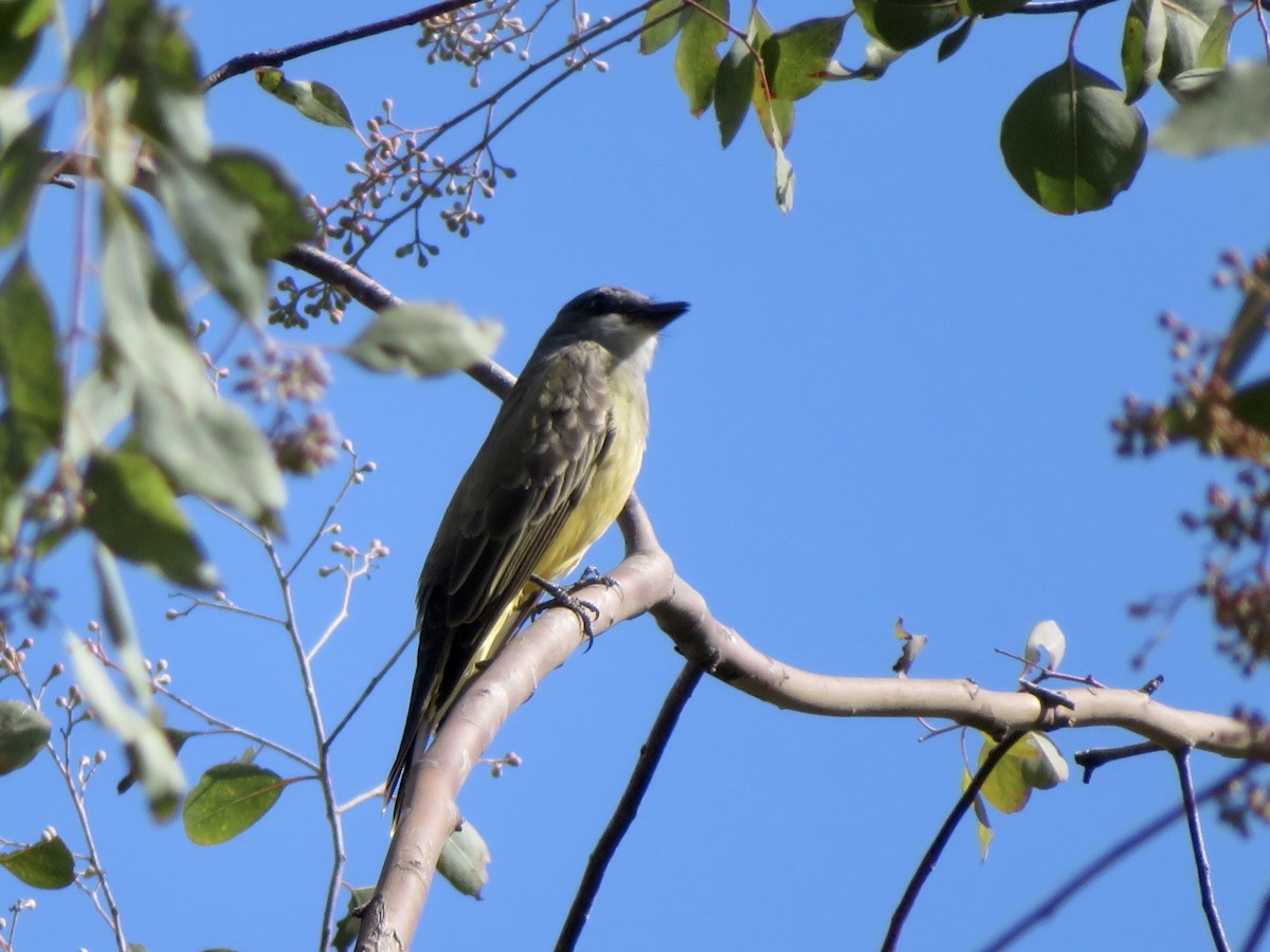 ハシボソタイランチョウ - ML645469468