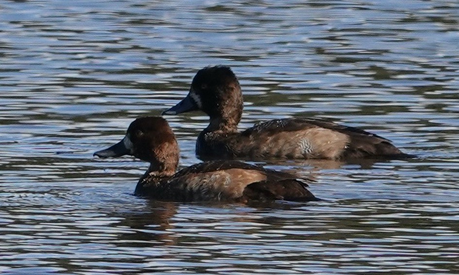 斑背潛鴨/小斑背潛鴨 - ML645469475
