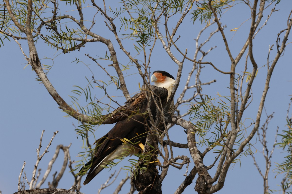 karančo jižní - ML645469477