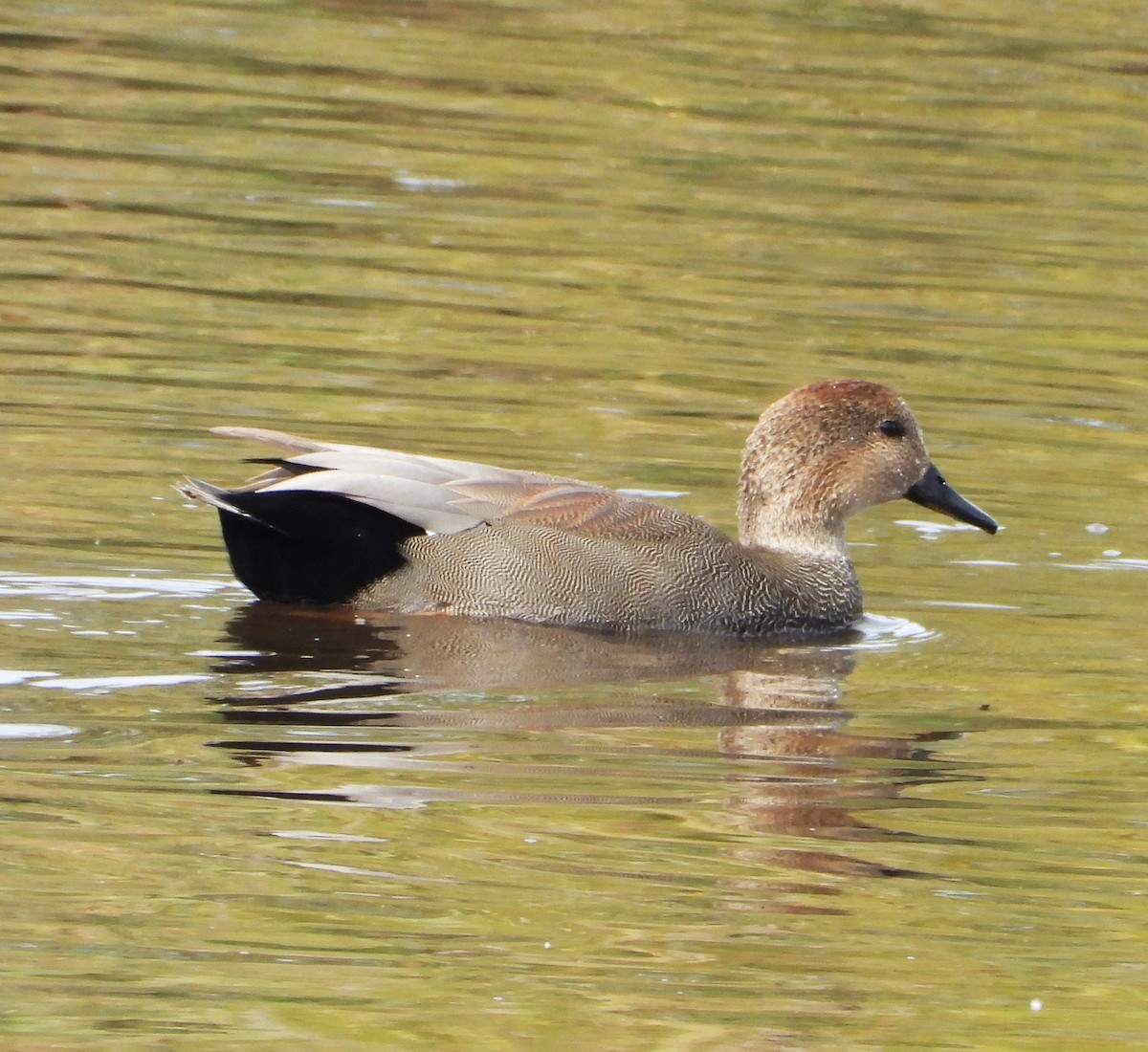 Gadwall - ML645469510