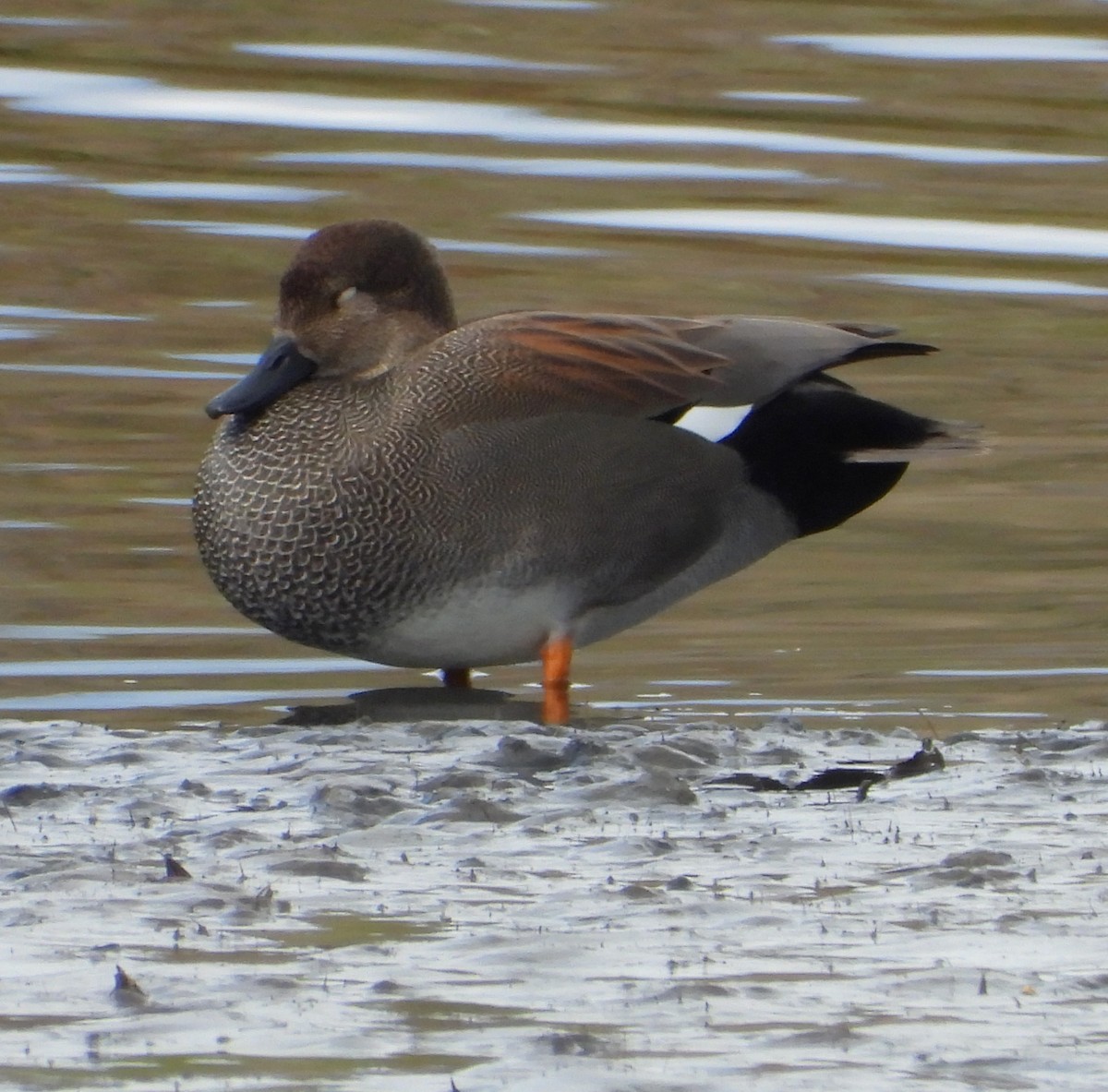 Gadwall - ML645469511