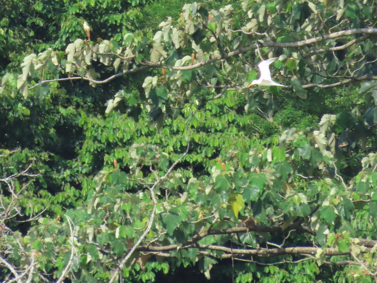 Kral Sumru - ML645469521