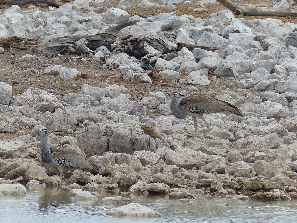 Kori Toyu - ML645469533