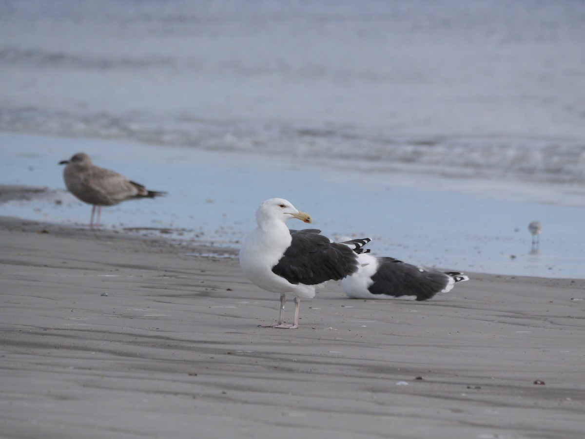 Büyük Kara Sırtlı Martı - ML645469534