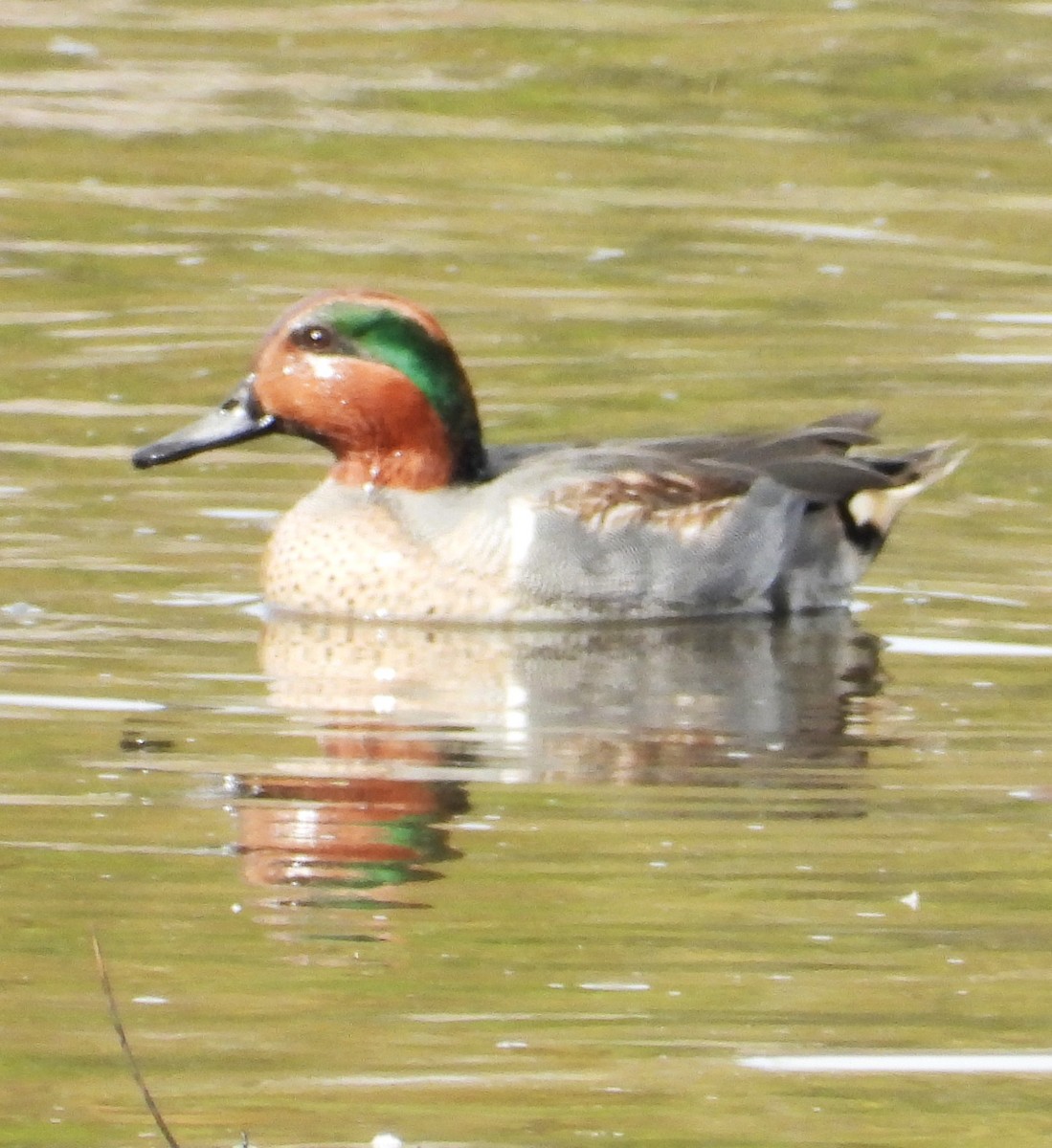 Çamurcun - ML645469535