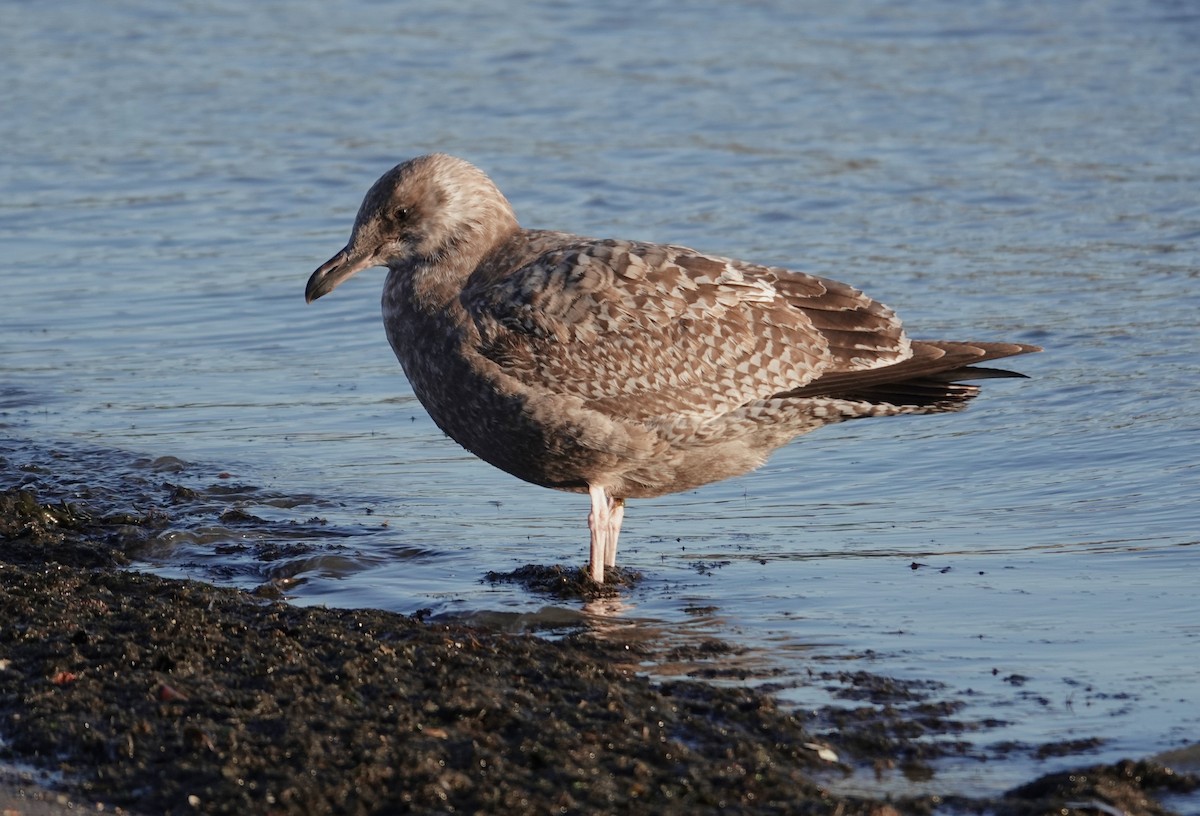 Amerika Gümüş Martısı - ML645469536