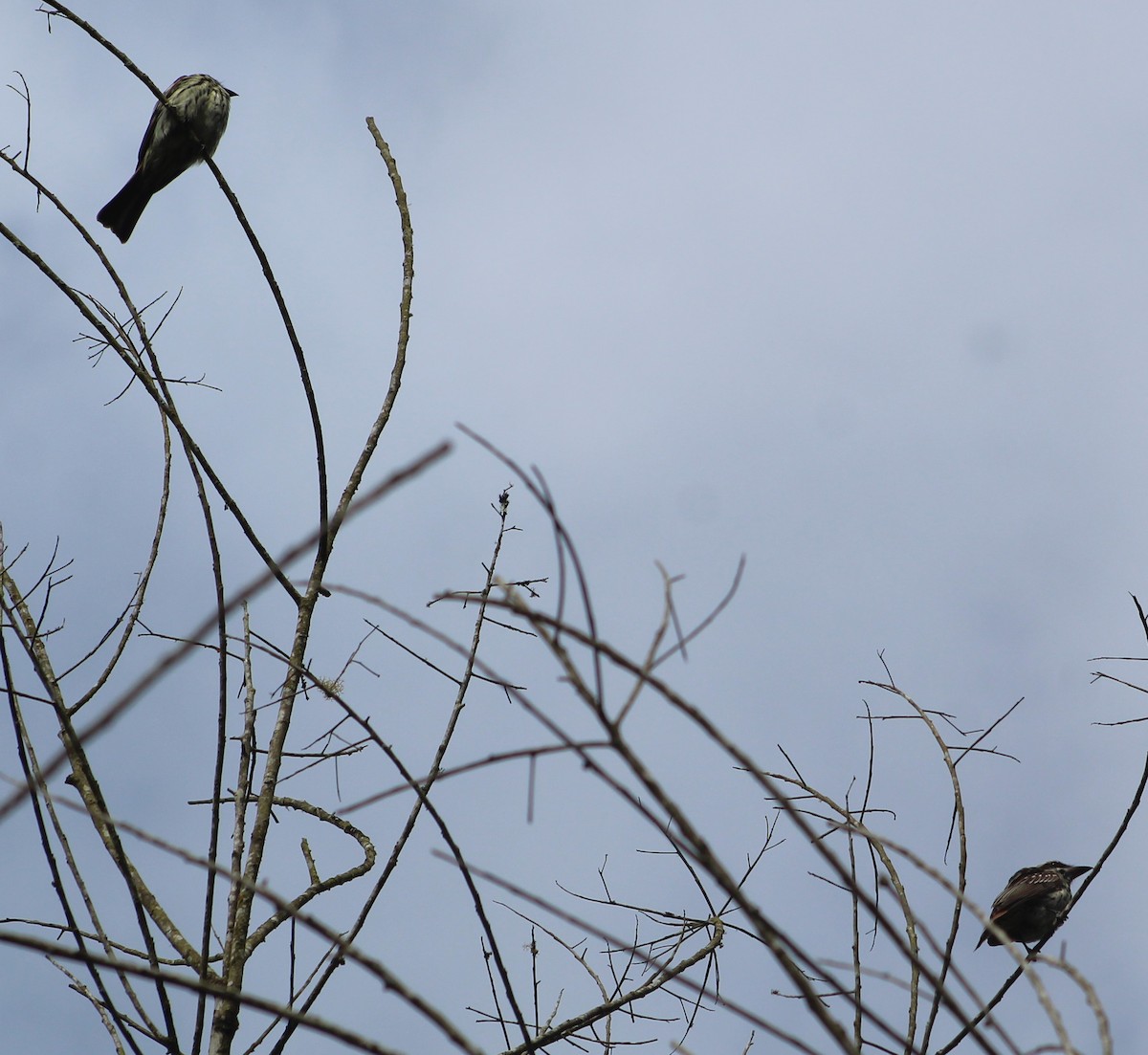 Çizgili Büyük Tiran - ML645469537