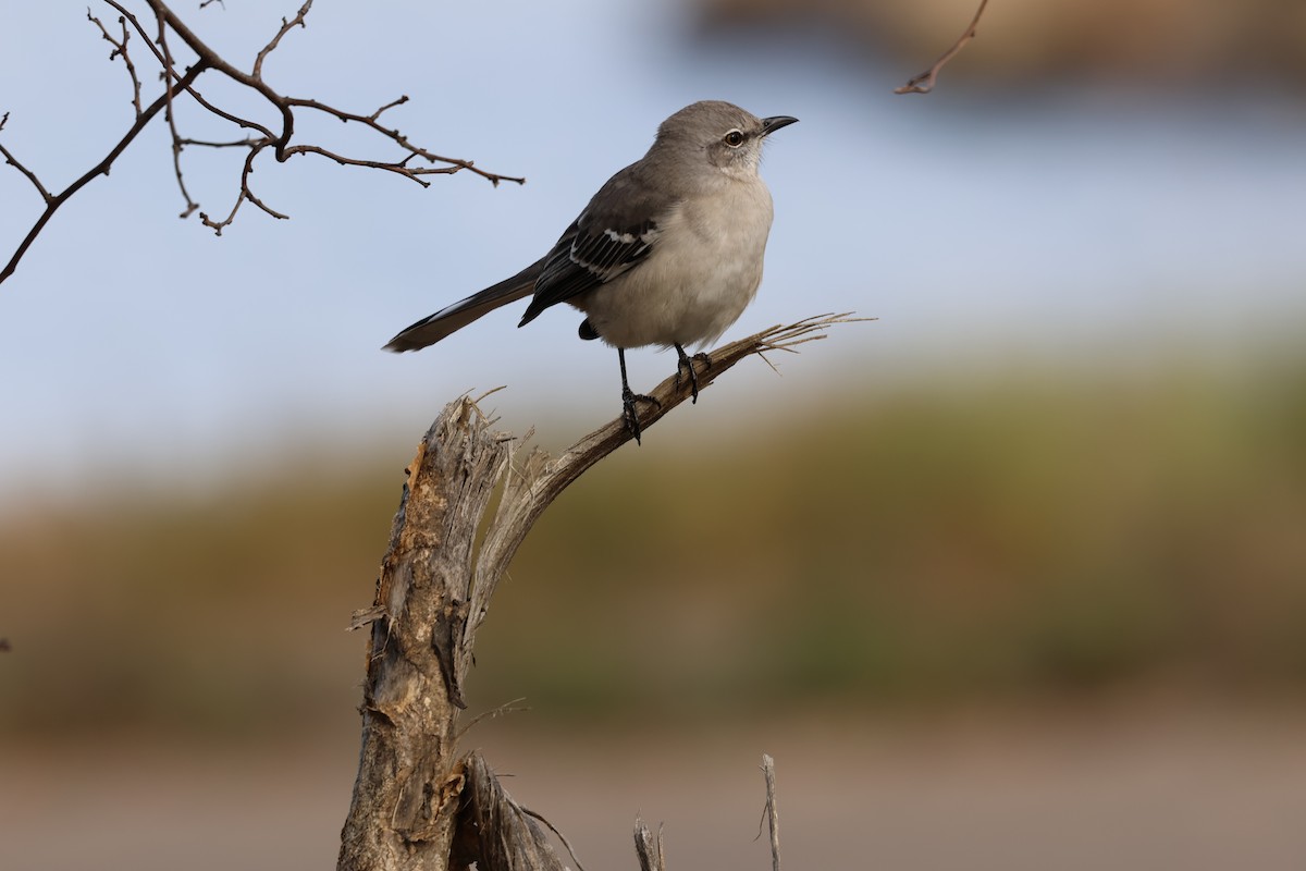 Kuzeyli Taklitçi - ML645469538