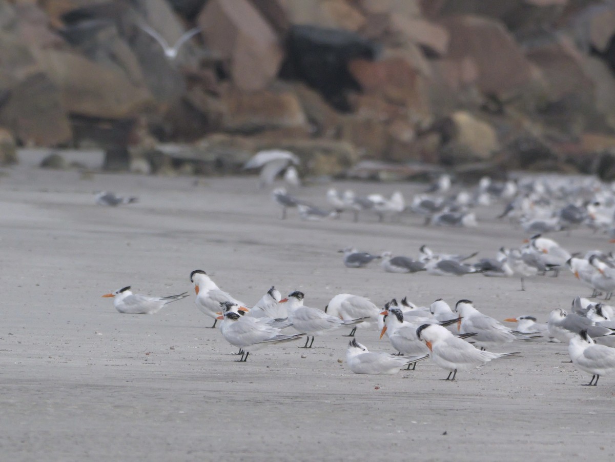 Kral Sumru - ML645469539