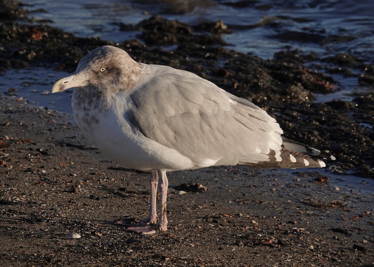 Amerika Gümüş Martısı - ML645469540