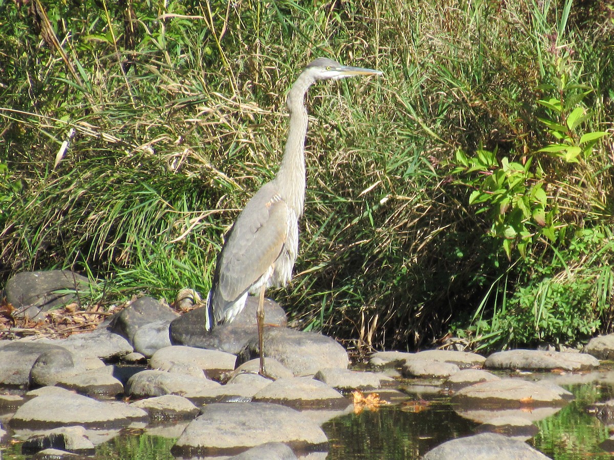 Amerika Gri Balıkçılı - ML645469541