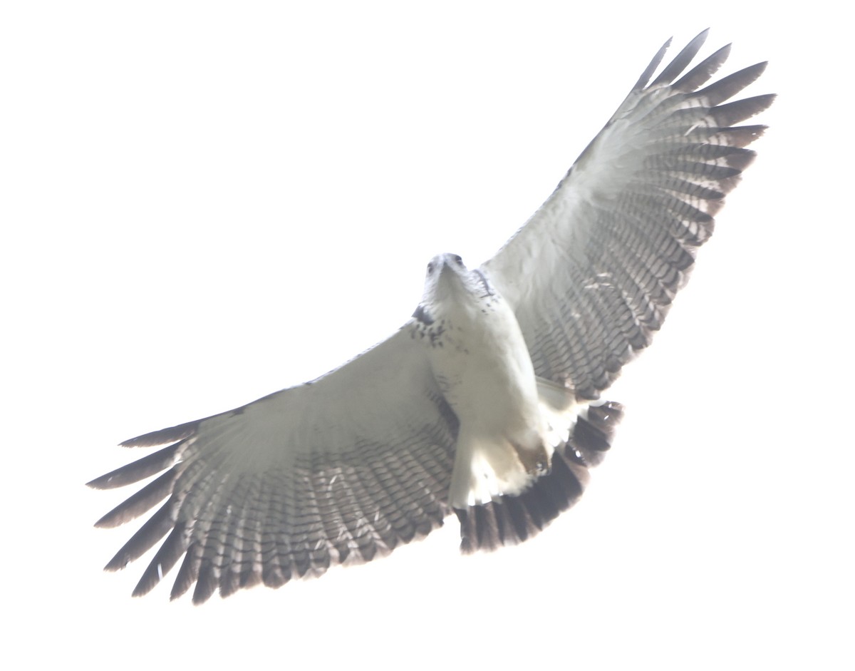 Gri Sırtlı Şahin - ML645469542