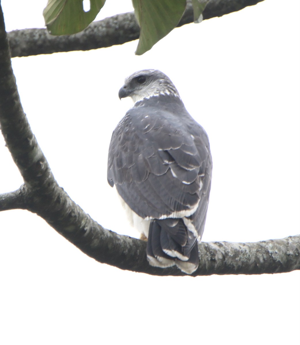 Gri Sırtlı Şahin - ML645469543