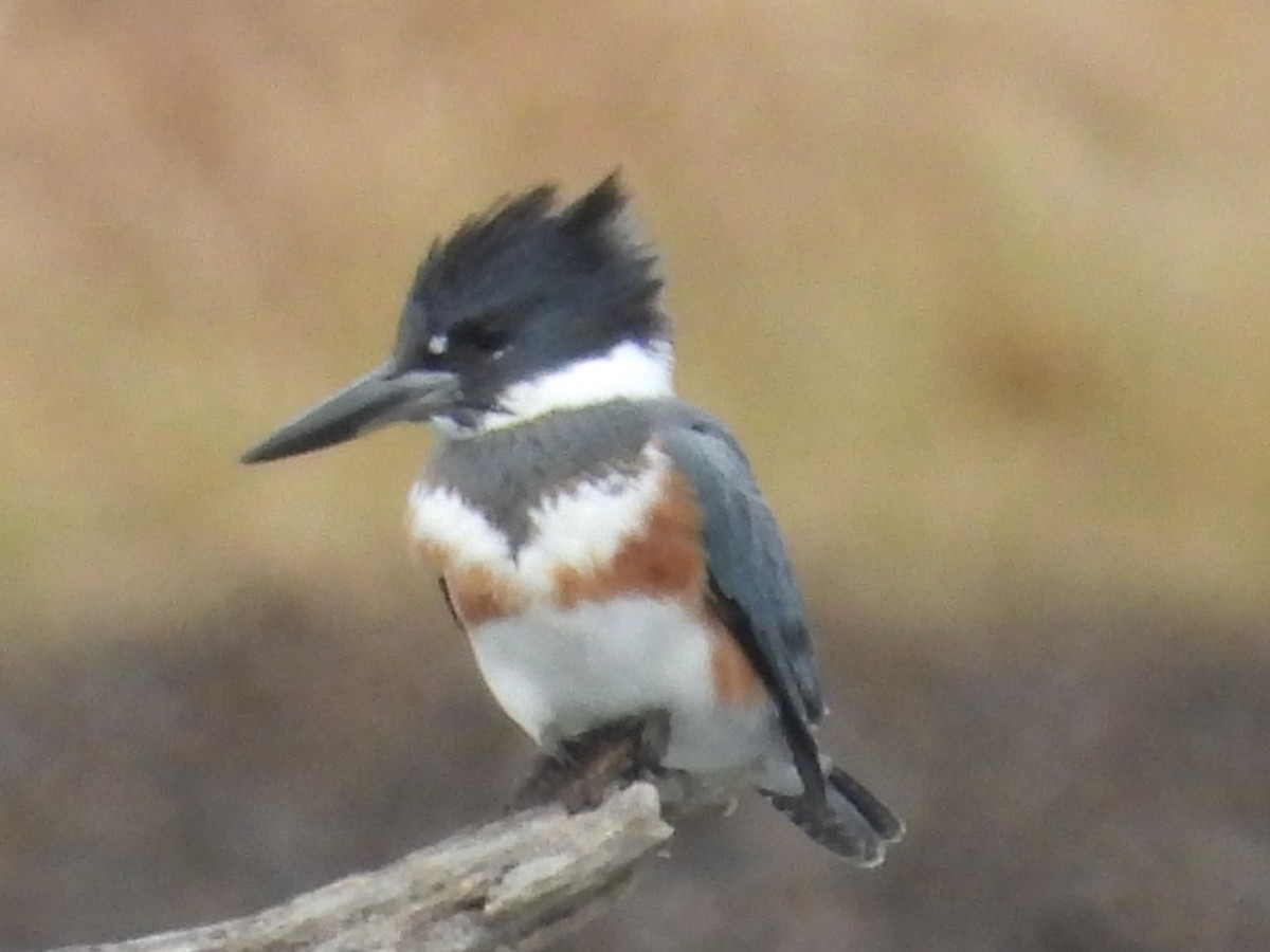 Kuşaklı Yalıçapkını - ML645469544