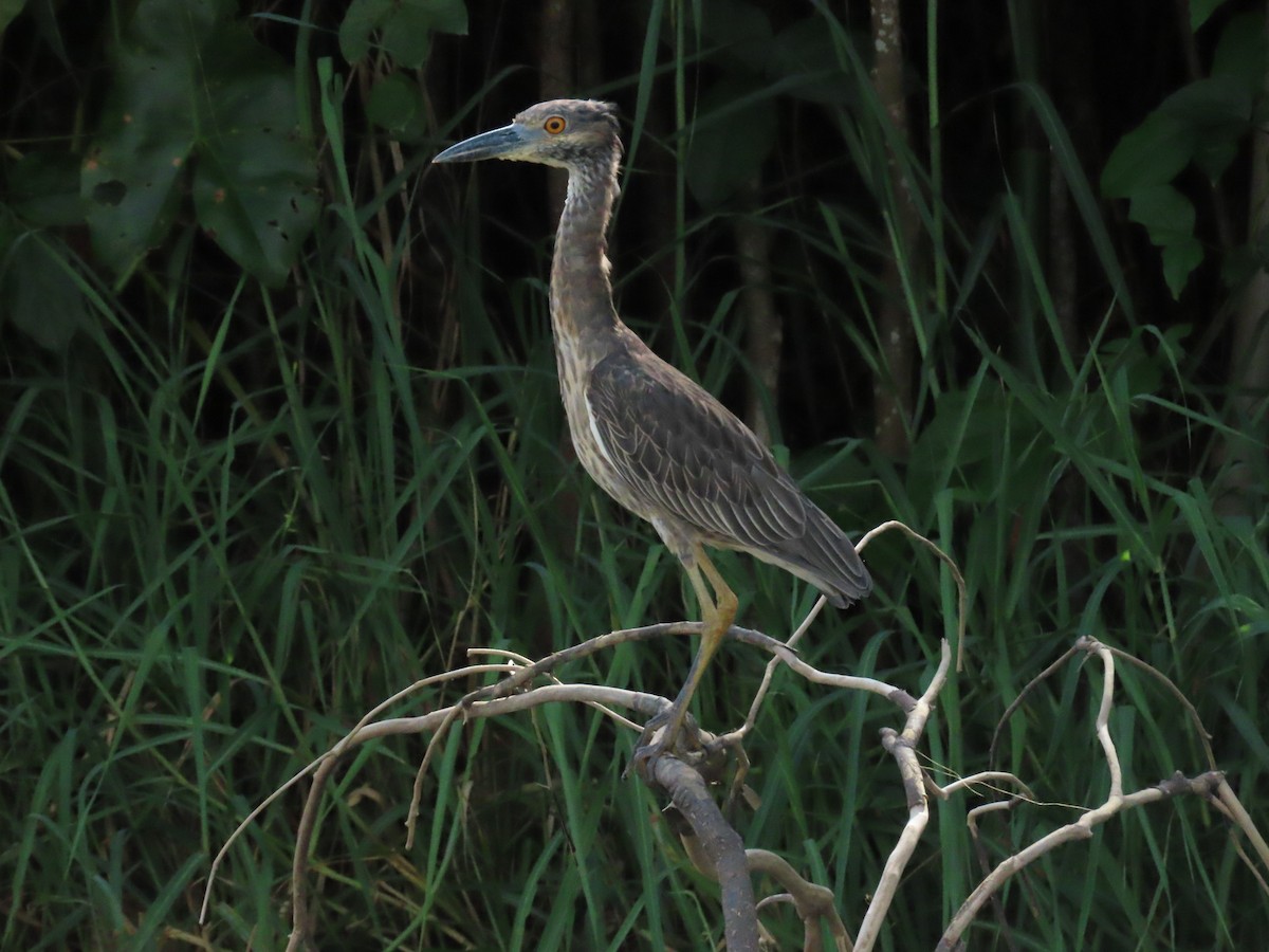 Sarı Tepeli Gece Balıkçılı - ML645469545