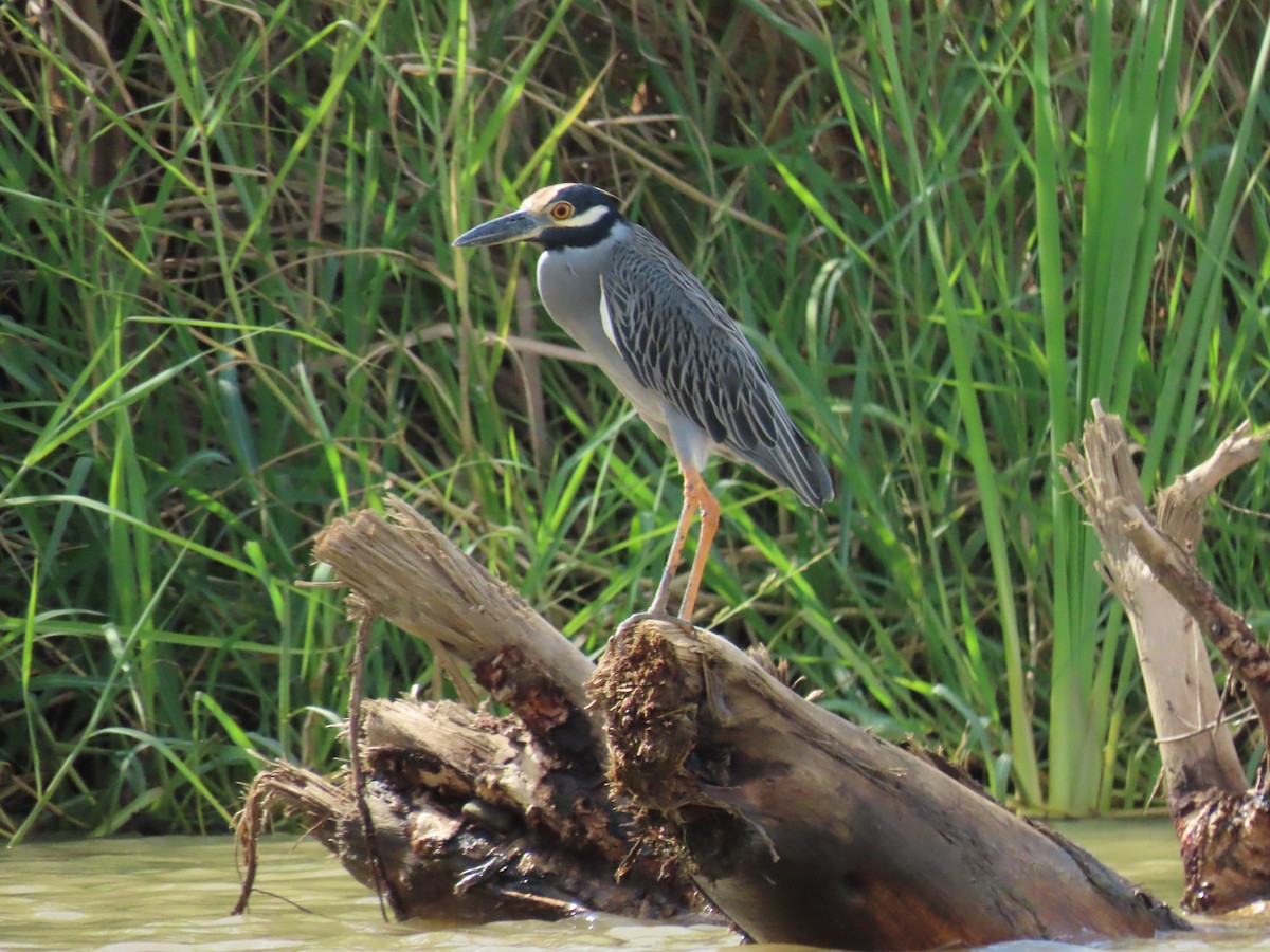 Sarı Tepeli Gece Balıkçılı - ML645469546