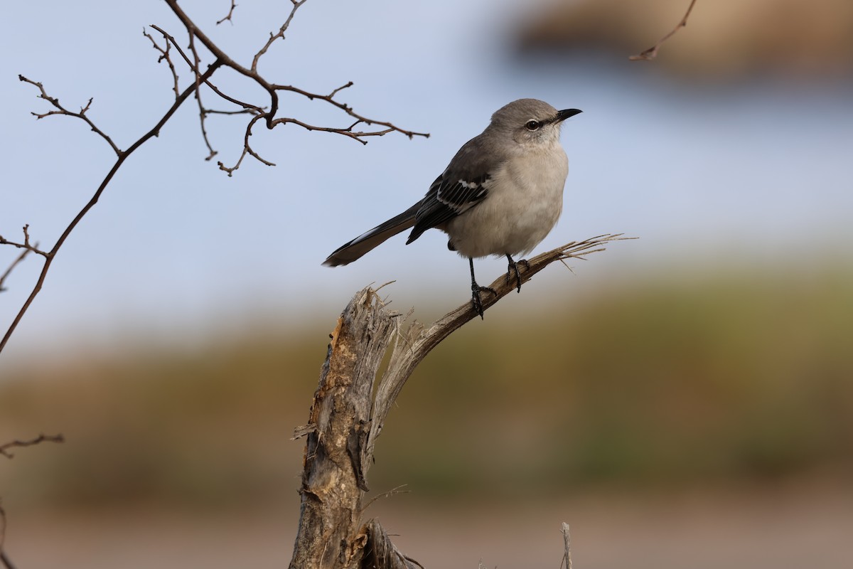 Kuzeyli Taklitçi - ML645469547