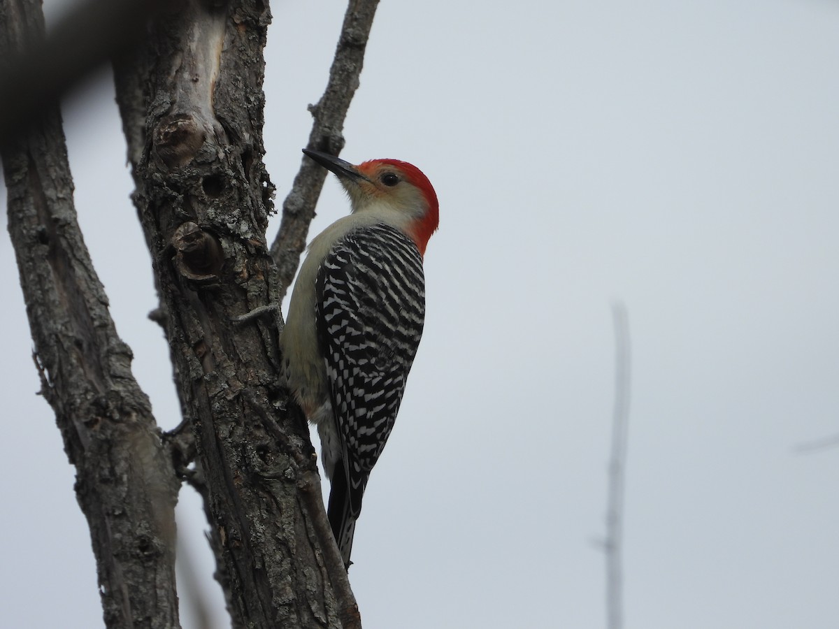 Kızılca Karınlı Ağaçkakan - ML645469548