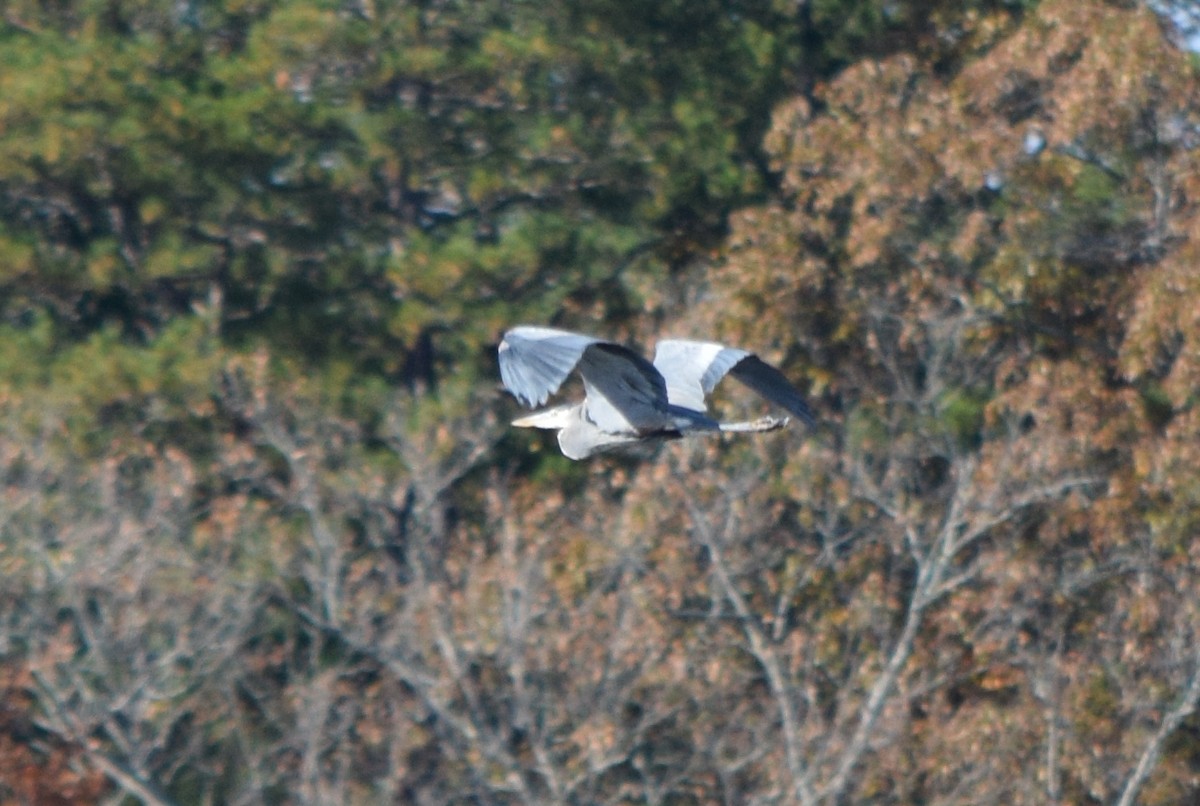 Amerika Gri Balıkçılı - ML645469550