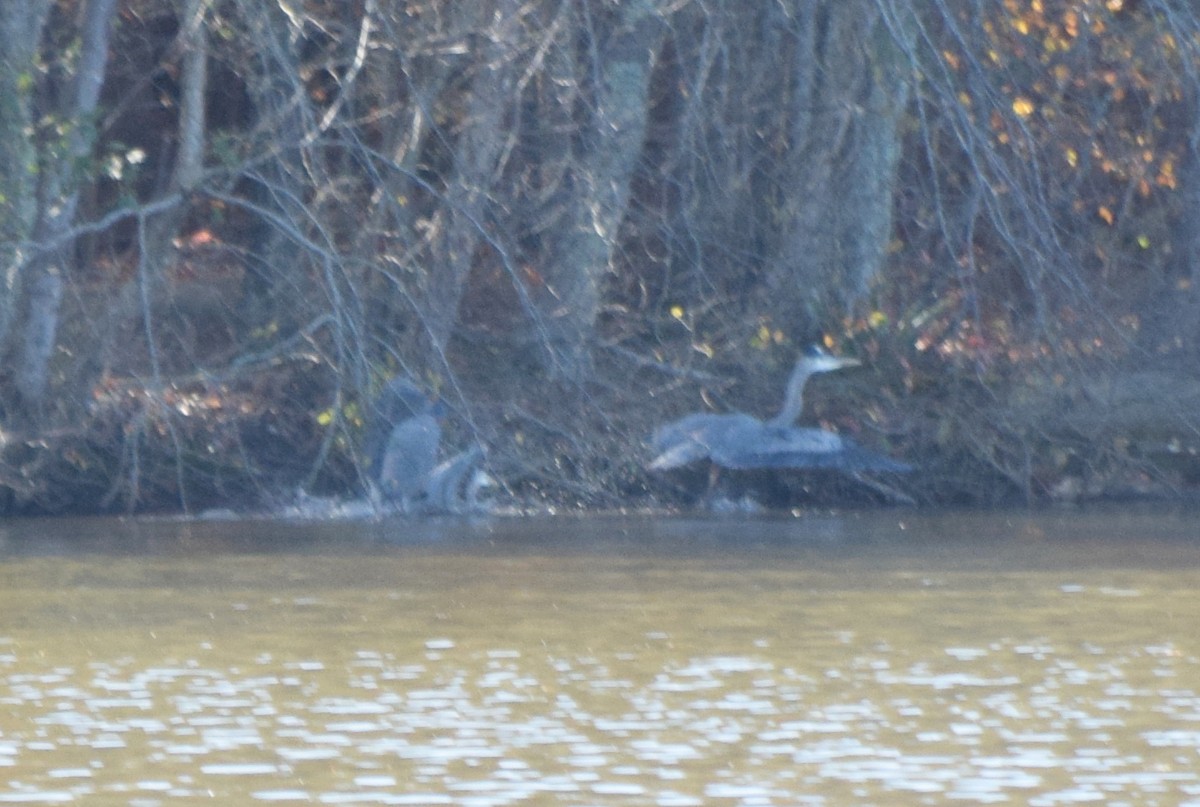 Amerika Gri Balıkçılı - ML645469551