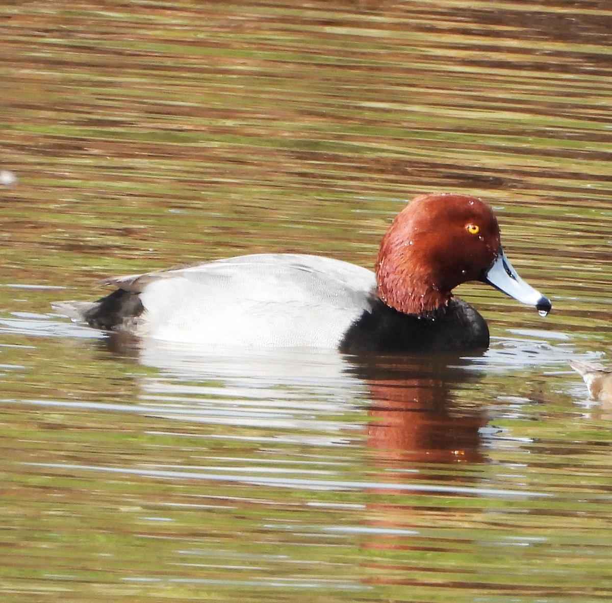 Amerika Elmabaşı - ML645469552