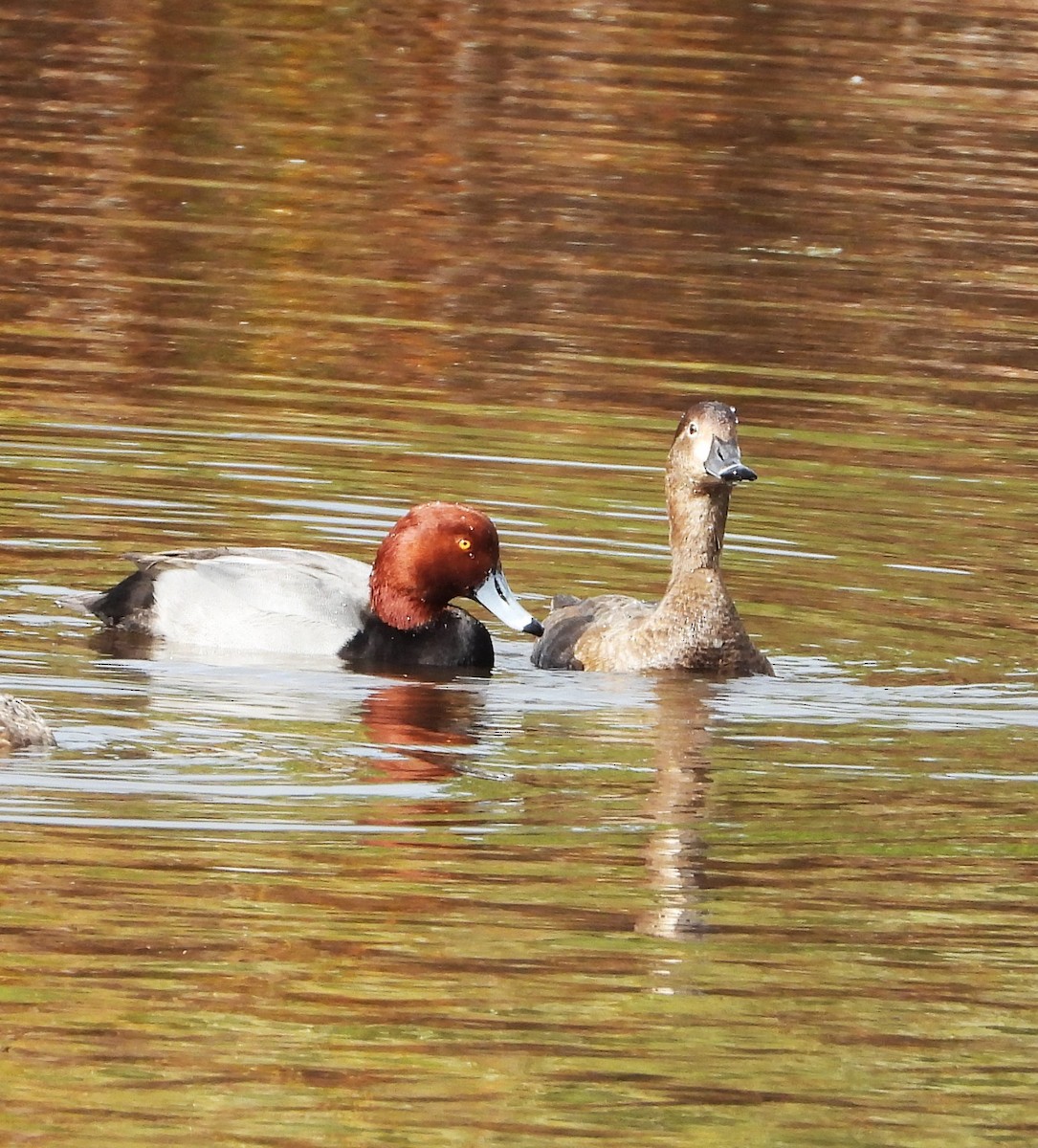 Amerika Elmabaşı - ML645469553