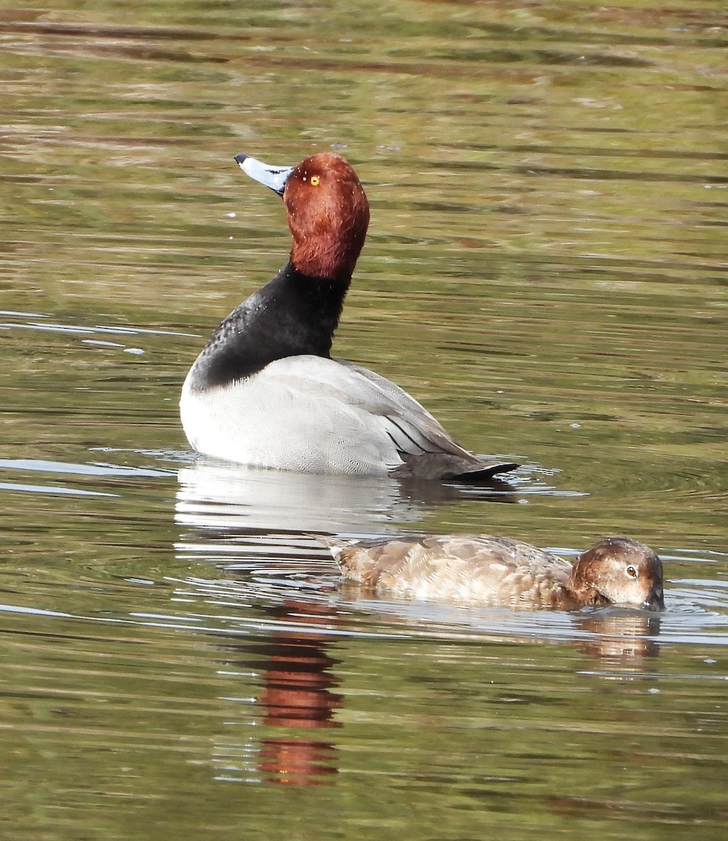 Amerika Elmabaşı - ML645469554