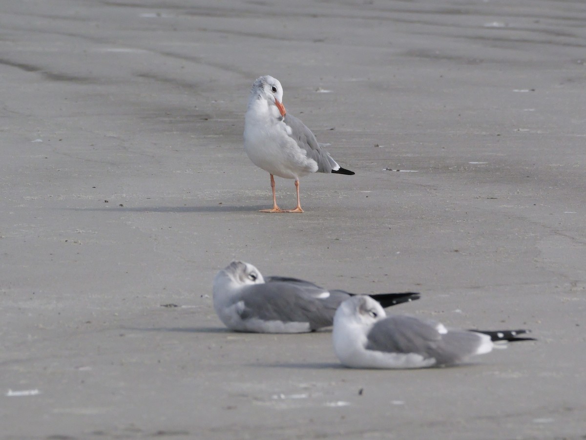 Gülen Martı - ML645469556