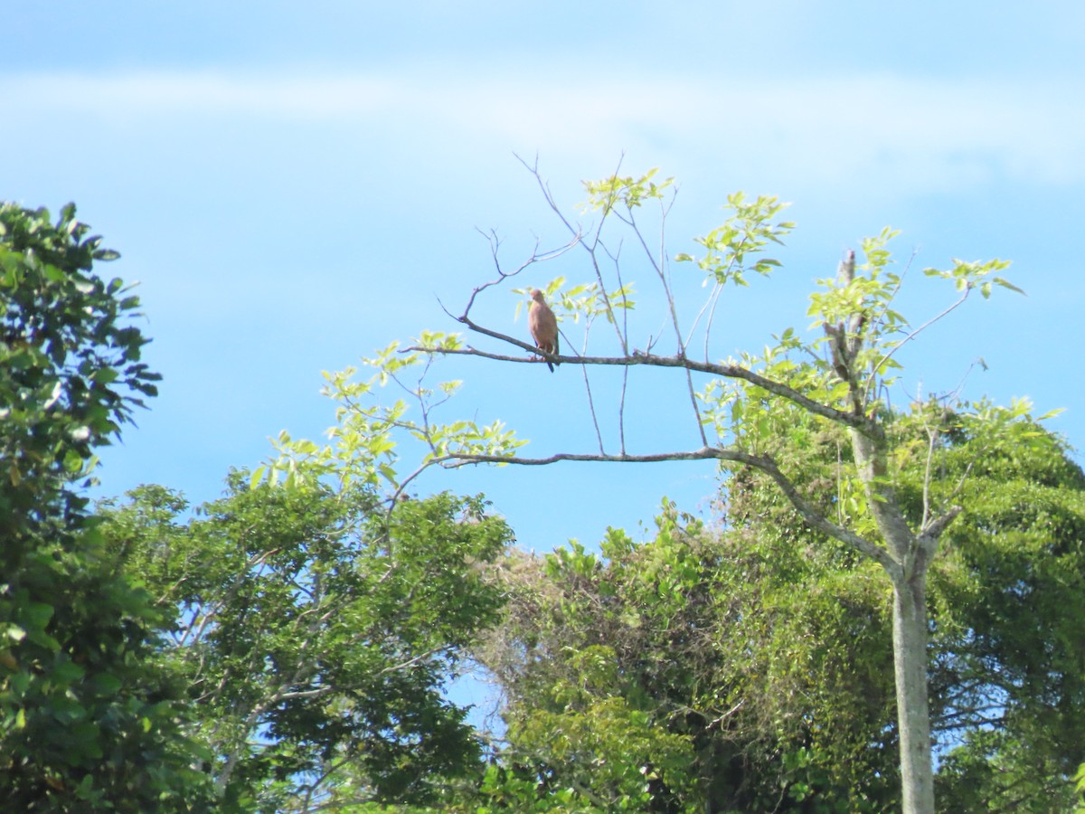 Otlak Şahini - ML645469557