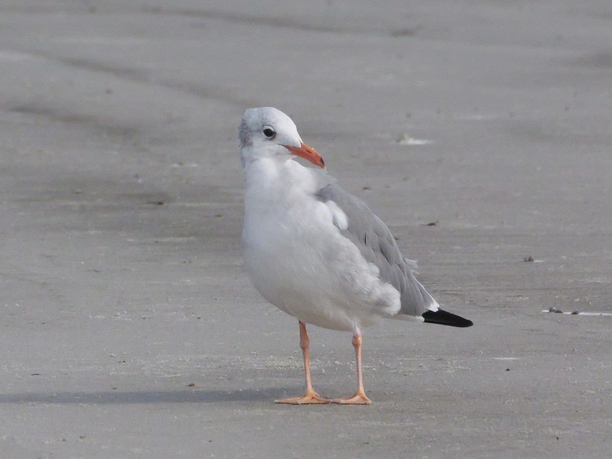 Gülen Martı - ML645469558