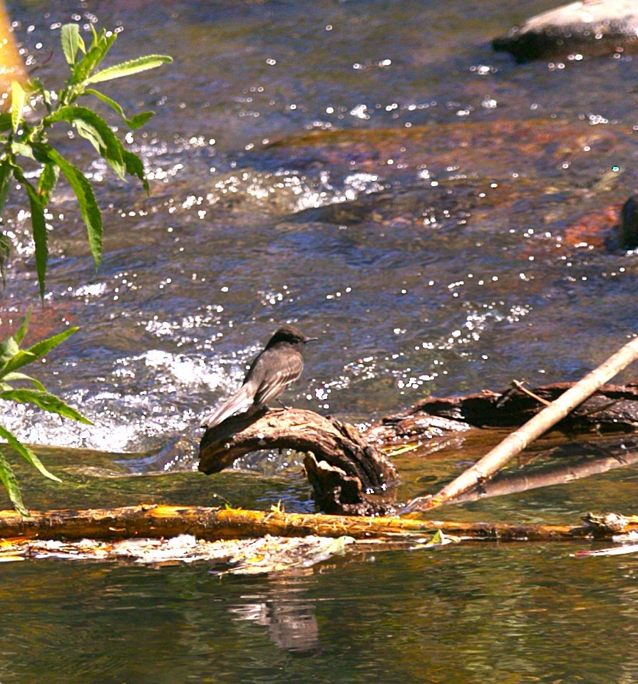 Kara Fibi - ML645469560