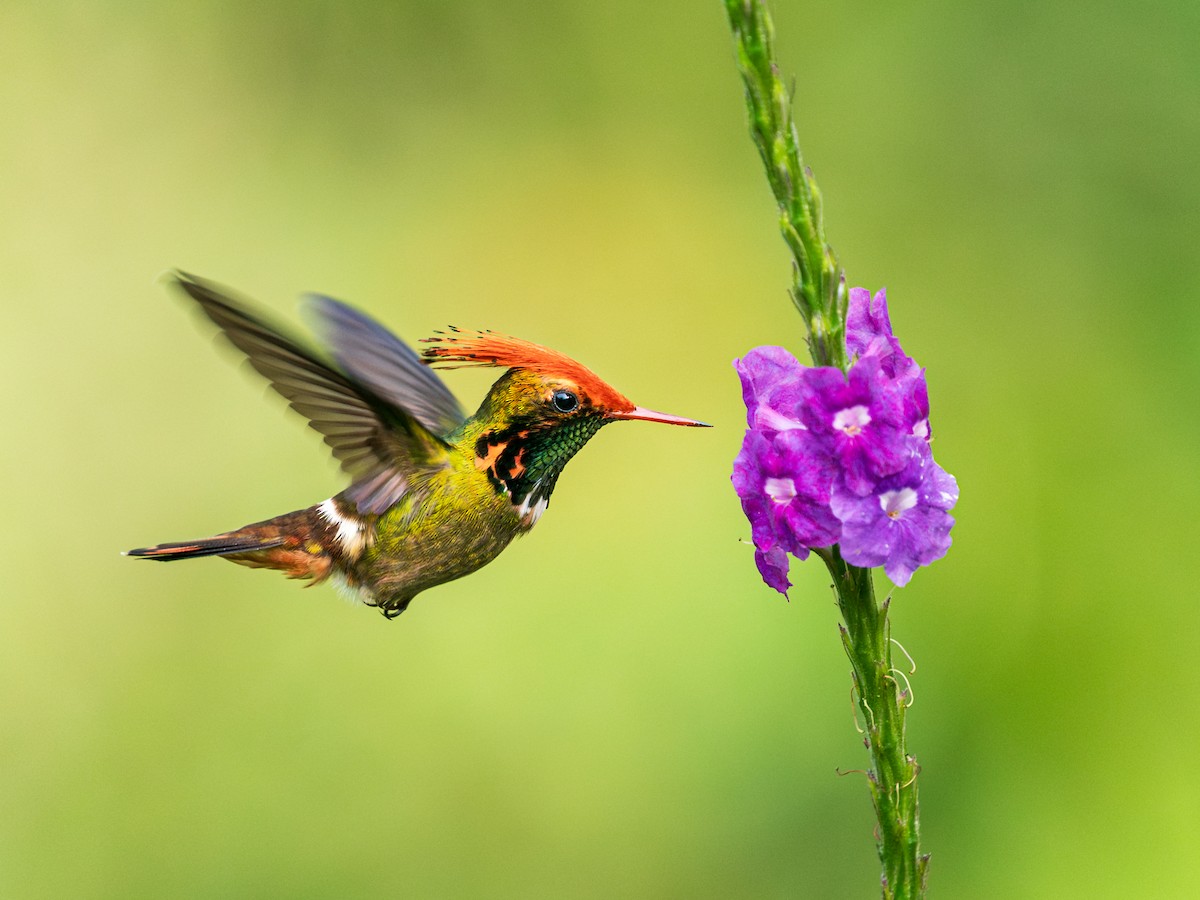 Kızıl Başlıklı Koket - ML645469563