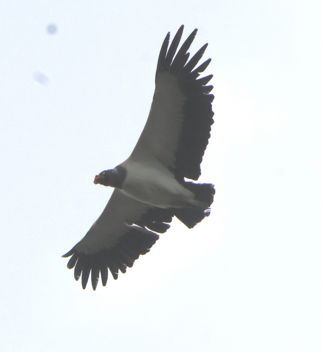 Kral Akbaba - ML645469564