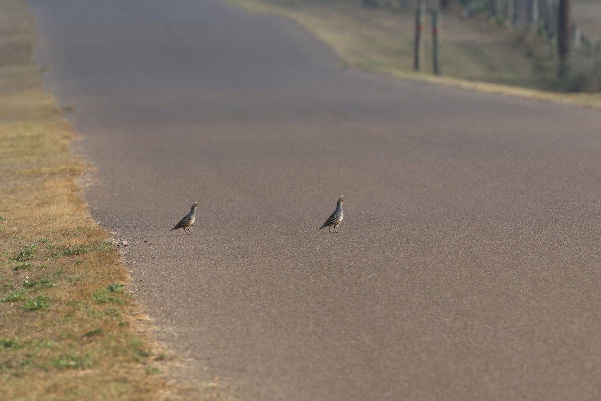 křepel šupinkatý - ML645469565