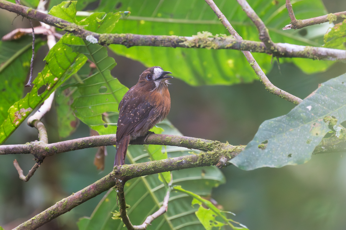 Moustached Puffbird - ML645469571