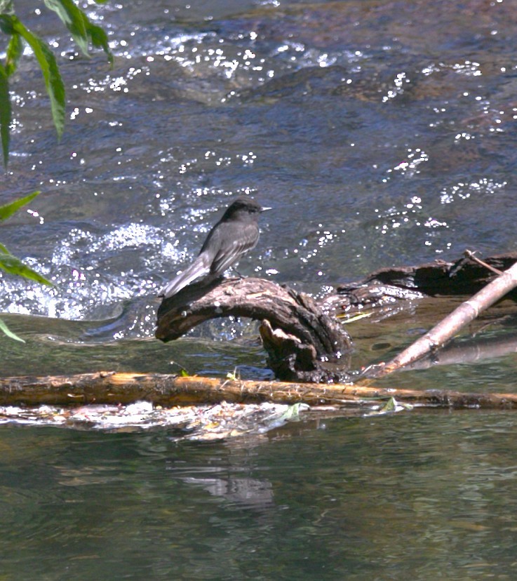 Black Phoebe - ML645469588