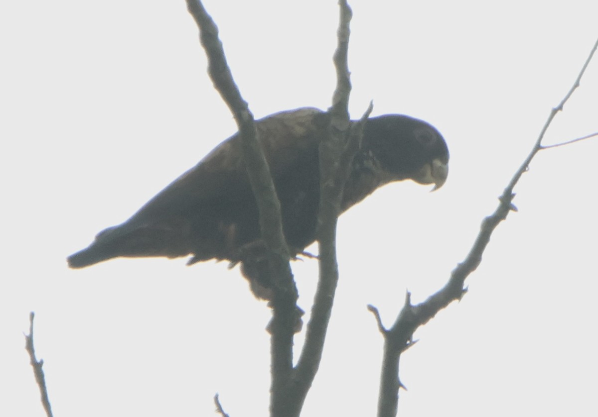 Bronze-winged Parrot - ML645469592