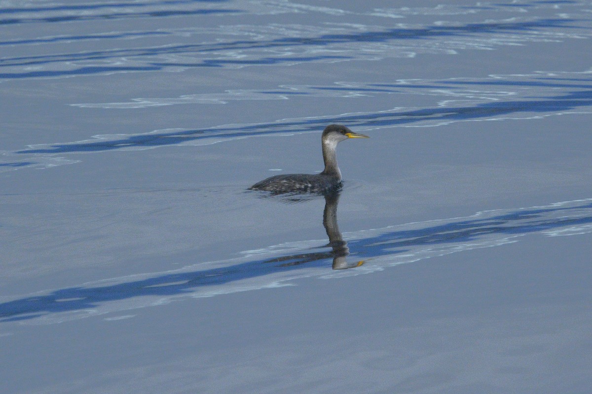 Grèbe jougris - ML645469607