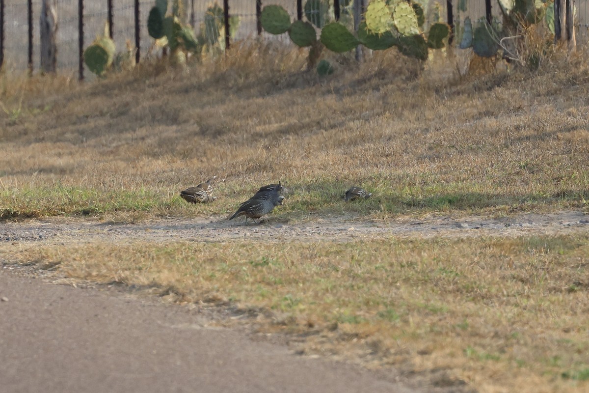 křepel šupinkatý - ML645469623