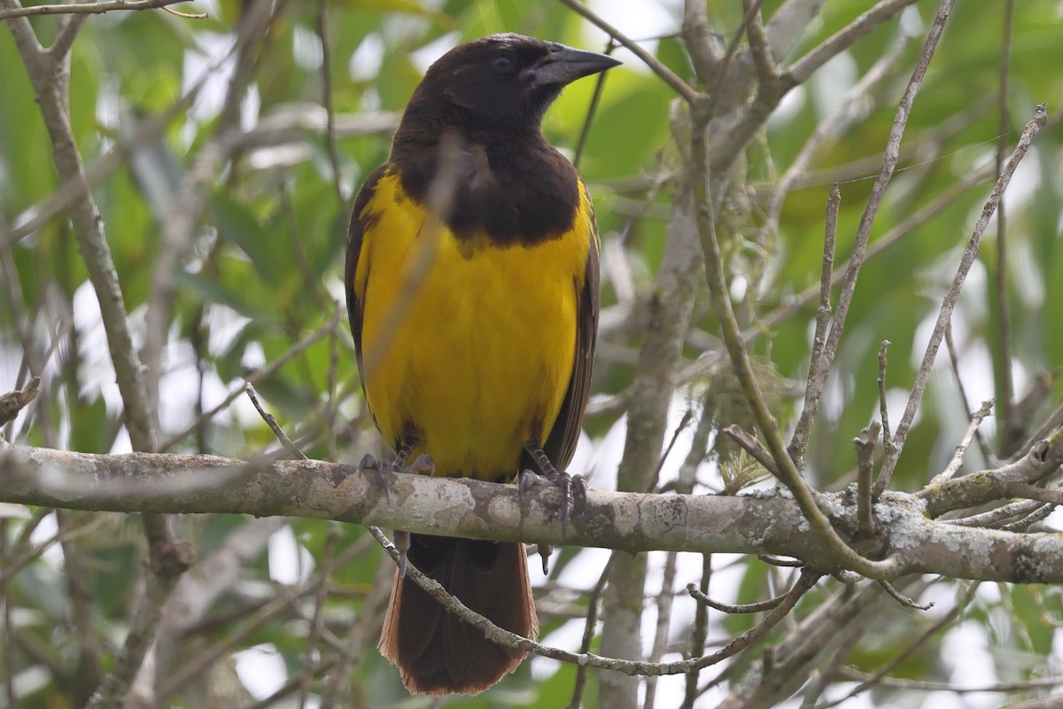 Мочарець жовтогузий - ML645469639